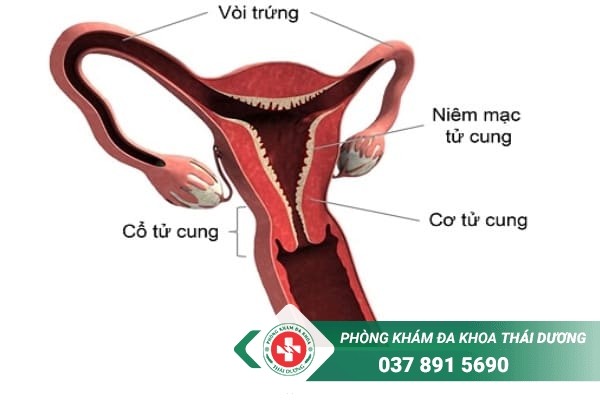 Hình ảnh cấu tạo lớp niêm mạc tử cung nữ giới